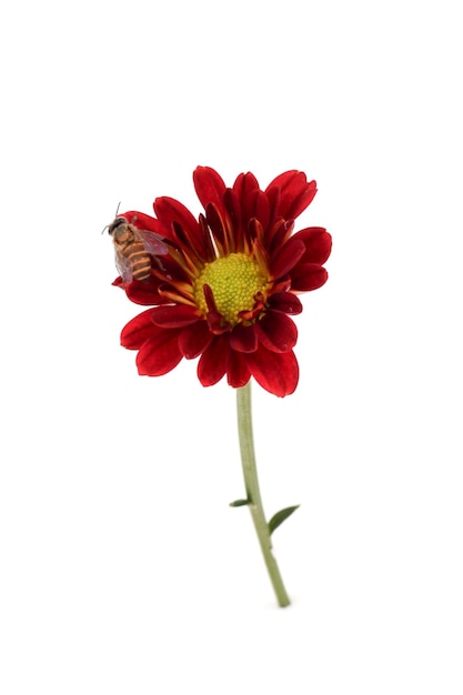 Photo a bee on a flower with a butterfly on it