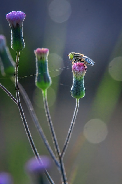 A bee on a flower with a green and blue striped tail.