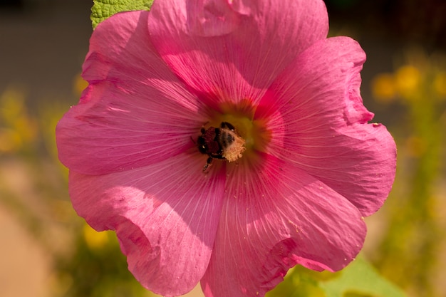 Bee on a flower