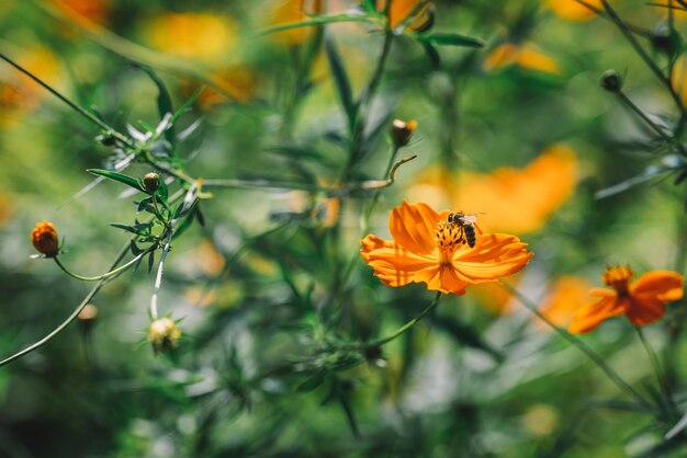 Bee on the flower