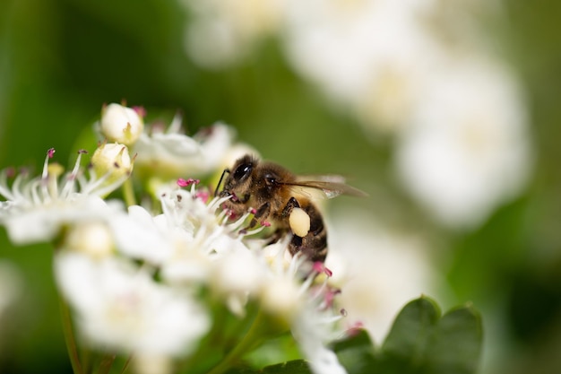 Bee on flower