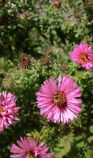 Bee on a flower