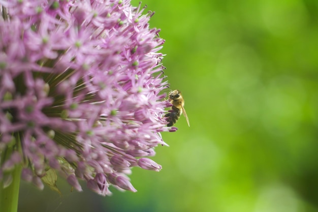 Bee on the flower