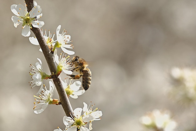 bee on a flower