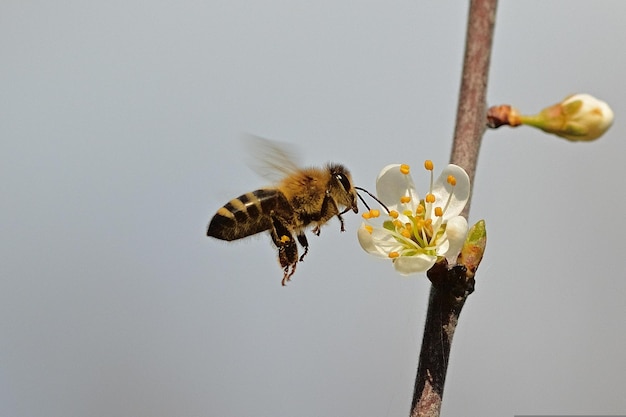 bee on a flower