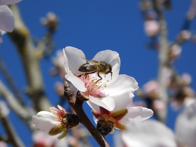 bee and flower