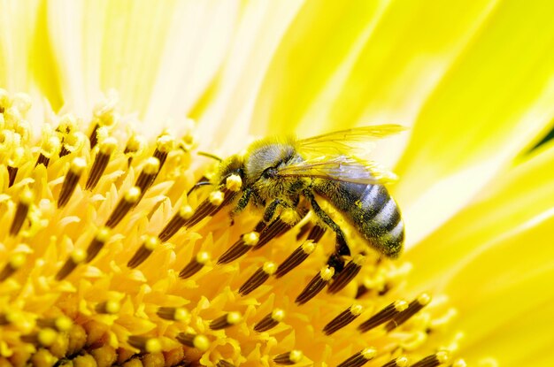 Bee on flower