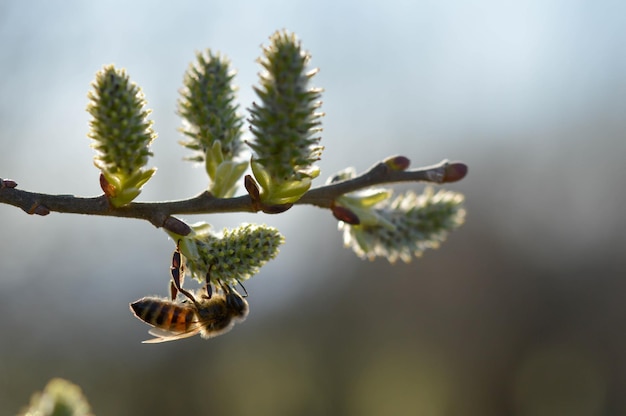 Bee on a flowering catkin on a willow gathering nectar