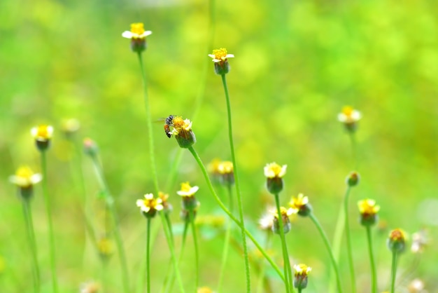 a Bee flying to the beautiful flower