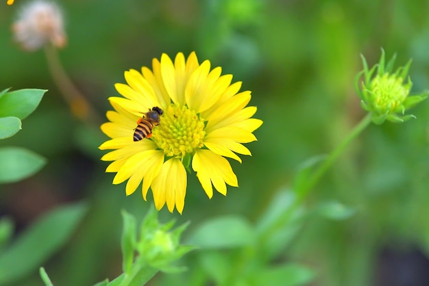 a Bee flying to the beautiful flower