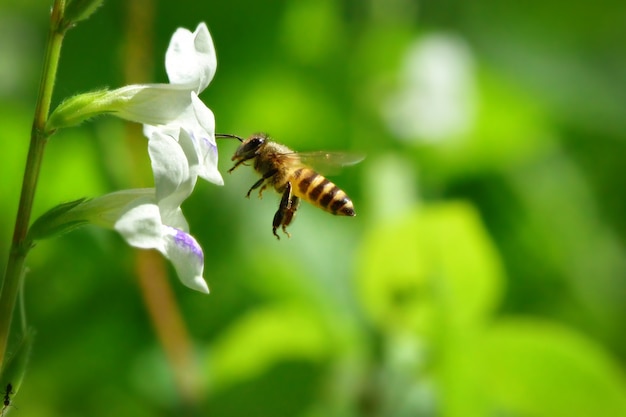 A Bee flying to the beautiful flower