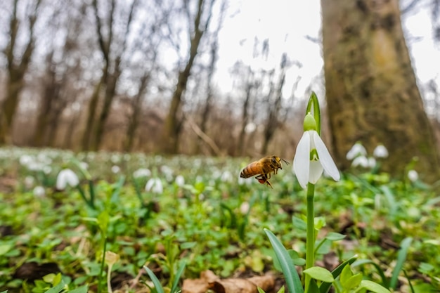 Bee flying to a blossom from a snowdrop in the spring