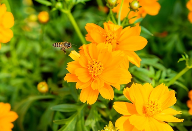 Bee flying to cosmos flower