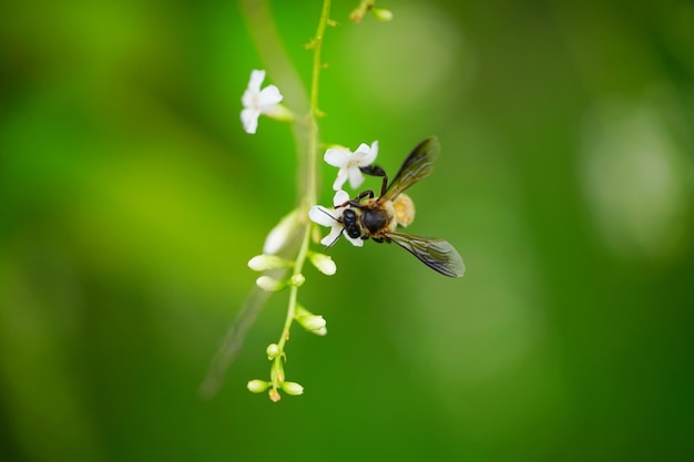 Bee flying on the white flower