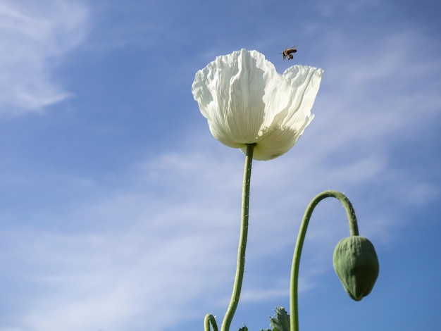 a bee flying over a white poppy flower in the blue sky.