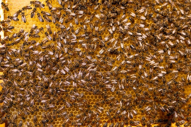 Bee golden honey pattern Macro photo insects background