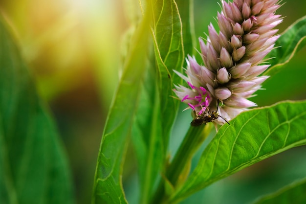 Bee on green purple flower. Macro photo of a bug in spring.