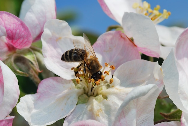 Bee in the head with a flower