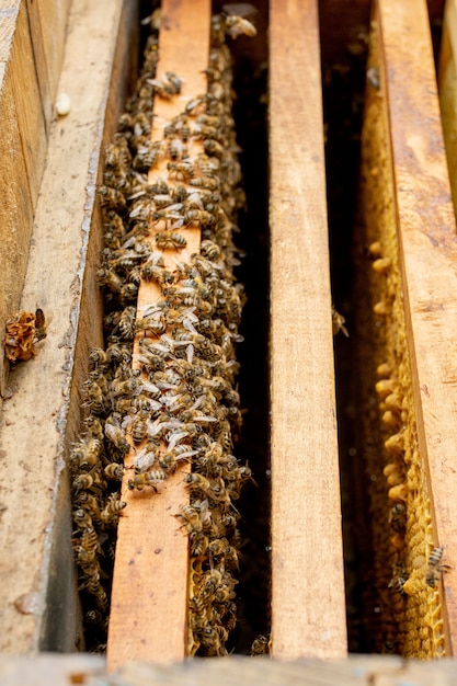 Bee hives in care of bees with honeycombs and honey bees. beekeeper opened hive to set up an empty frame with wax for honey harvesting.