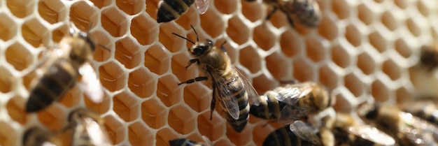 Bee on honeycomb with honey pieces of nectar in cages beekeeping for beginners concept