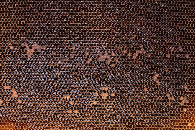 Bee honeycombs texture