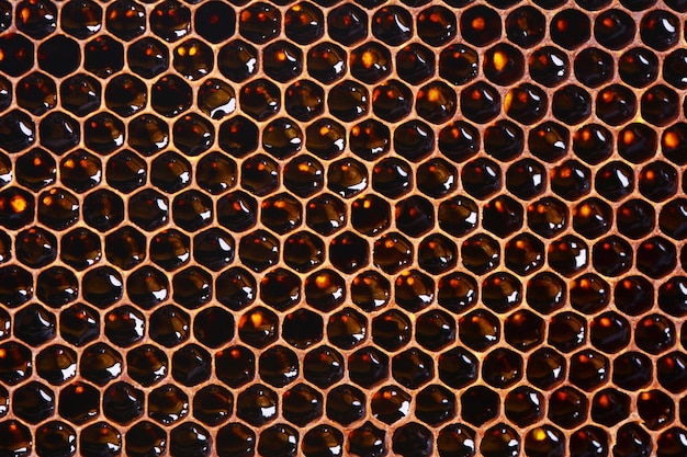 Bee honeycombs texture