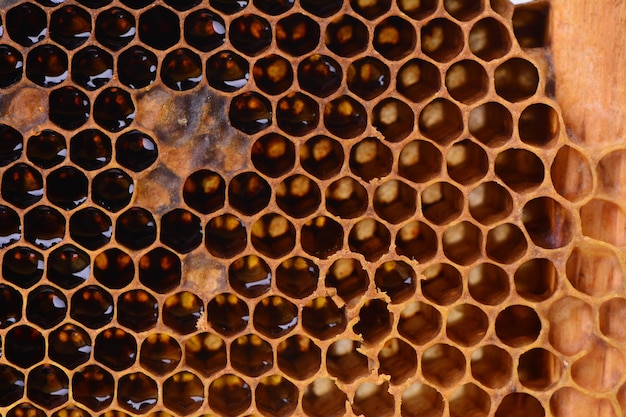 Bee honeycombs texture