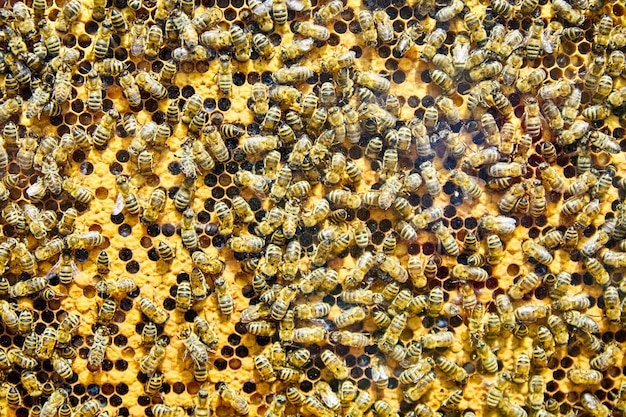 Bee on honeycombs with honey slices nectar into cells