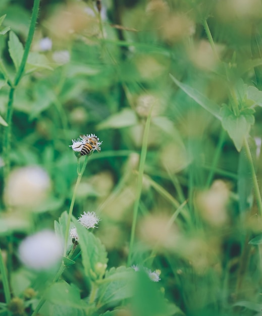 Bee insect fly on blooming flower field pollination in springtime Pollen plant natural way in summer