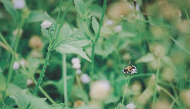 Bee insect fly on blooming flower field pollination in springtime Pollen plant natural way in summer