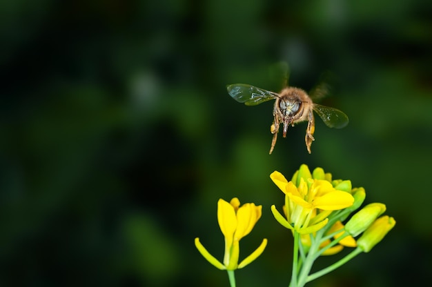 Bee is hovering on mustard flowers