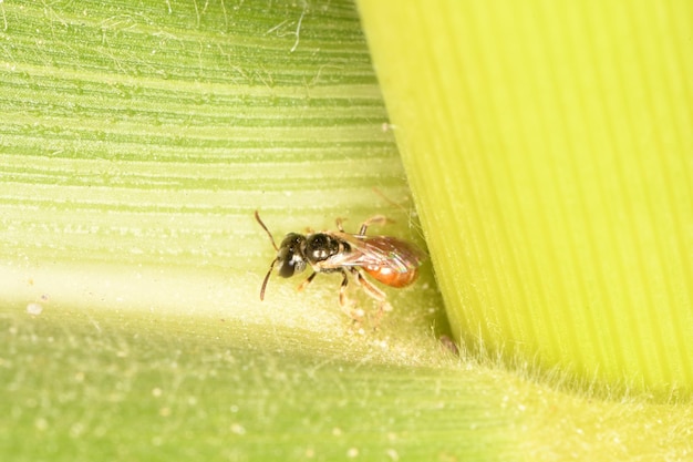 A bee is on a plant leaf.