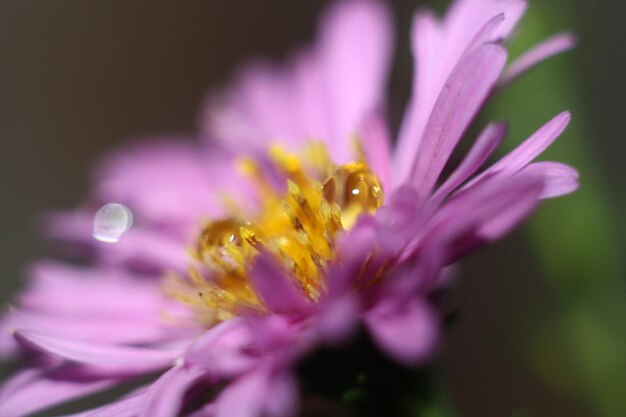 a bee is on a purple flower