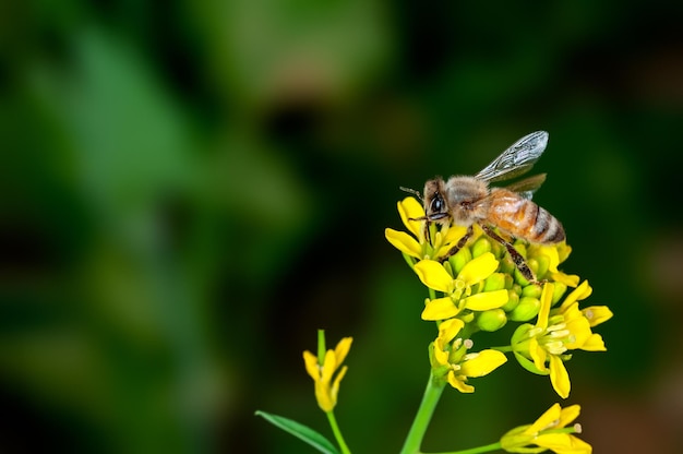 Bee is sucking nectar from mustard flowers