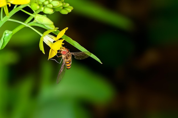 Bee is sucking nectar from mustard flowers