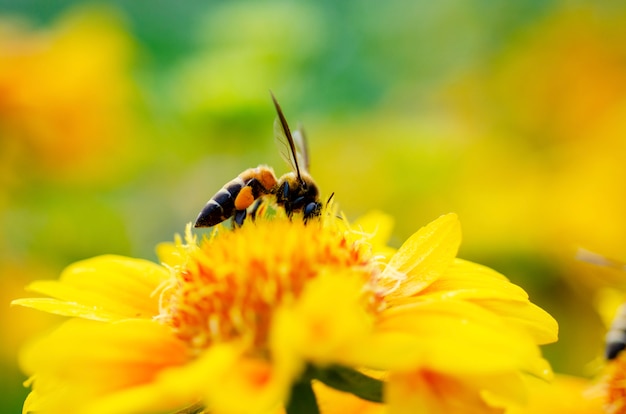 The bee is sucking the nectar of yellow flowers