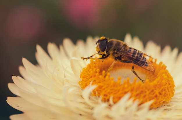 The bee is sucking the sweet pink pollen 