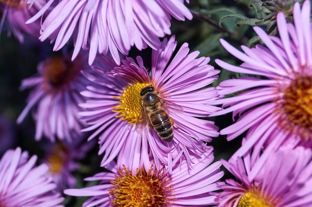 The bee (lat. Anthophila) collects nectar and pollen from the flowers of the perennial aster. Autumn