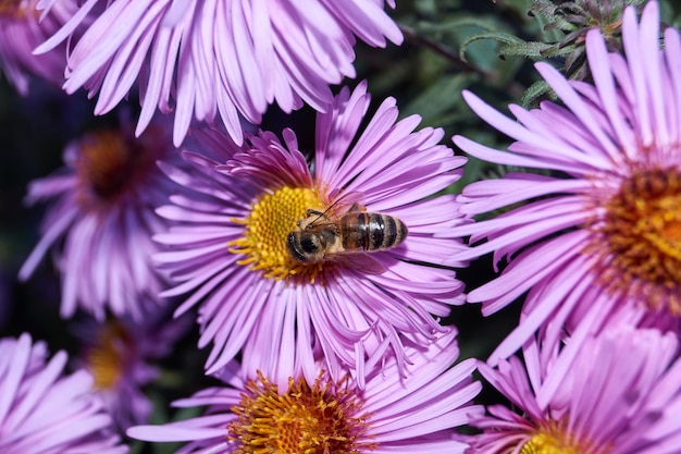 The bee (lat. Anthophila) collects nectar and pollen from the flowers of the perennial aster. Autumn