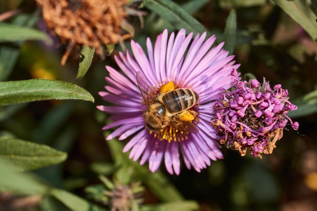 The bee lat Anthophila collects nectar and pollen from the flowers of the perennial aster Autumn