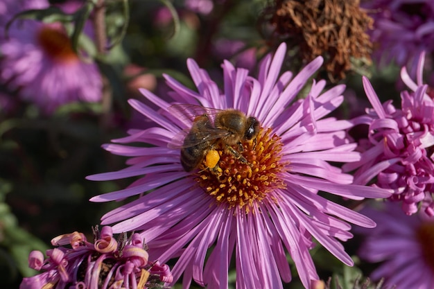 The bee (lat. Anthophila) collects nectar and pollen from the flowers of the perennial aster.