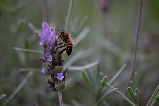 Bee looking for nectar of lavender flower. Close-up and selective focus.