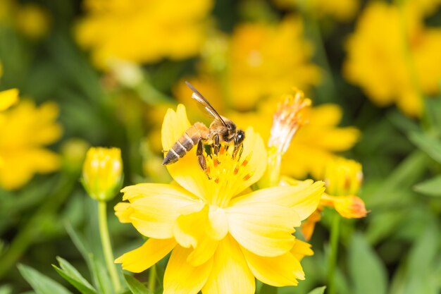 Bee looking for nectar