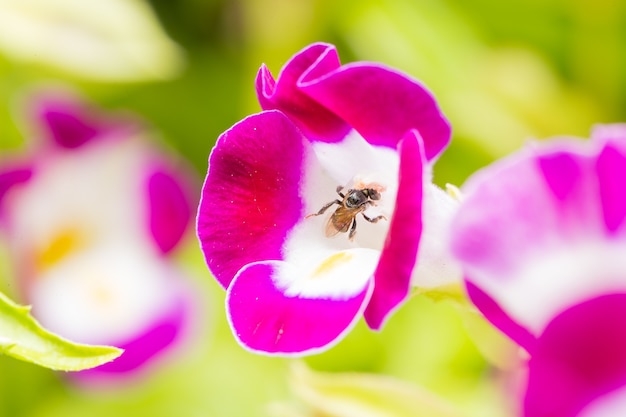 Bee looking for nectar