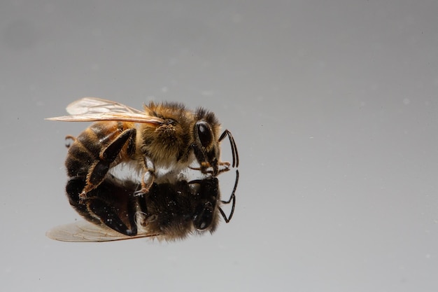 Bee mirrored on a reflective surface