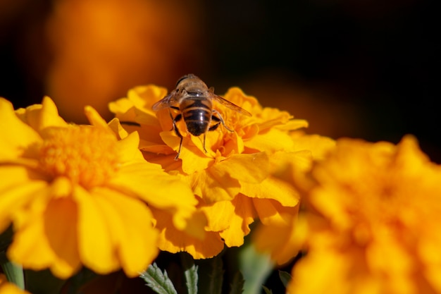 Bee on an orange marigold flower