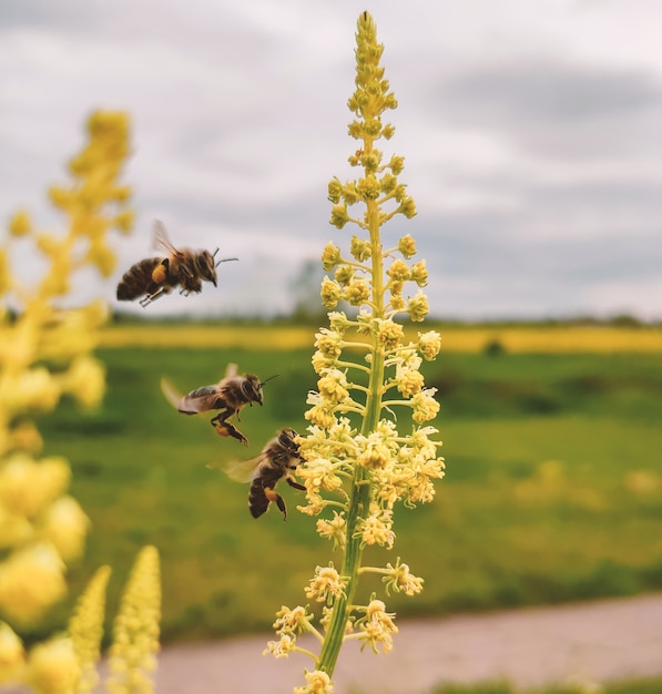 Bee path on yellow flower. honey bee collecting pollen