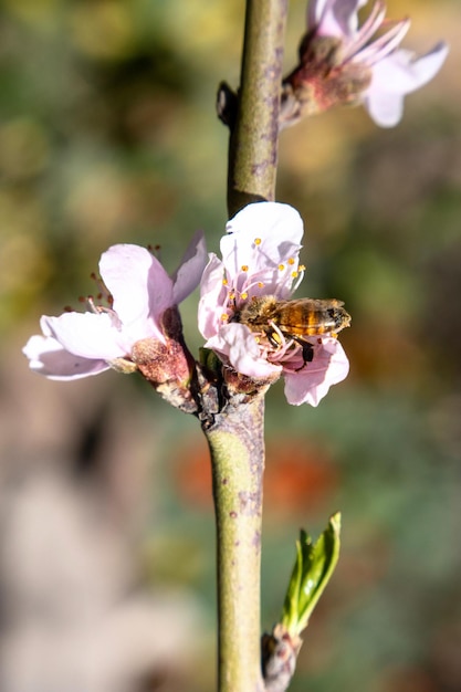 Bee on a peach blossom in spring closeup of photo