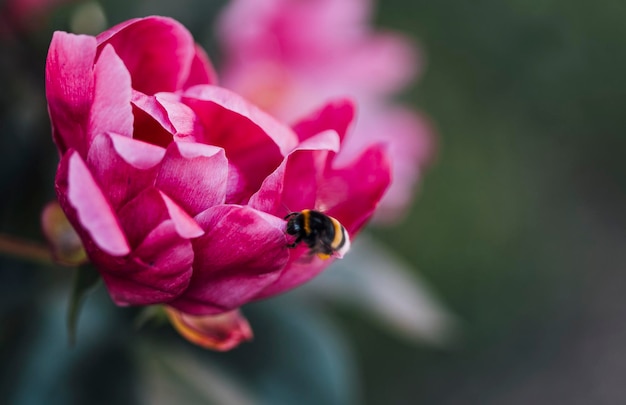 bee on peony, macro photography