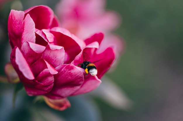 bee on peony, macro photography